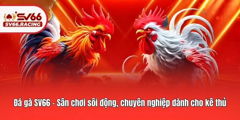 SV66 183 Đá gà SV66 - Sân chơi sôi động, chuyên nghiệp dành cho kê thủ