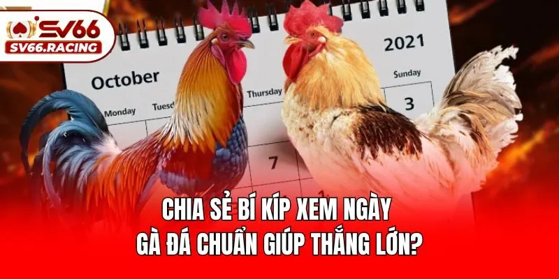Chia Sẻ Bí Kíp Xem Ngày Gà Đá Chuẩn Giúp Thắng Lớn?